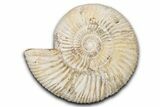 Jurassic Ammonite (Perisphinctes) Fossil - Madagascar #337681-1